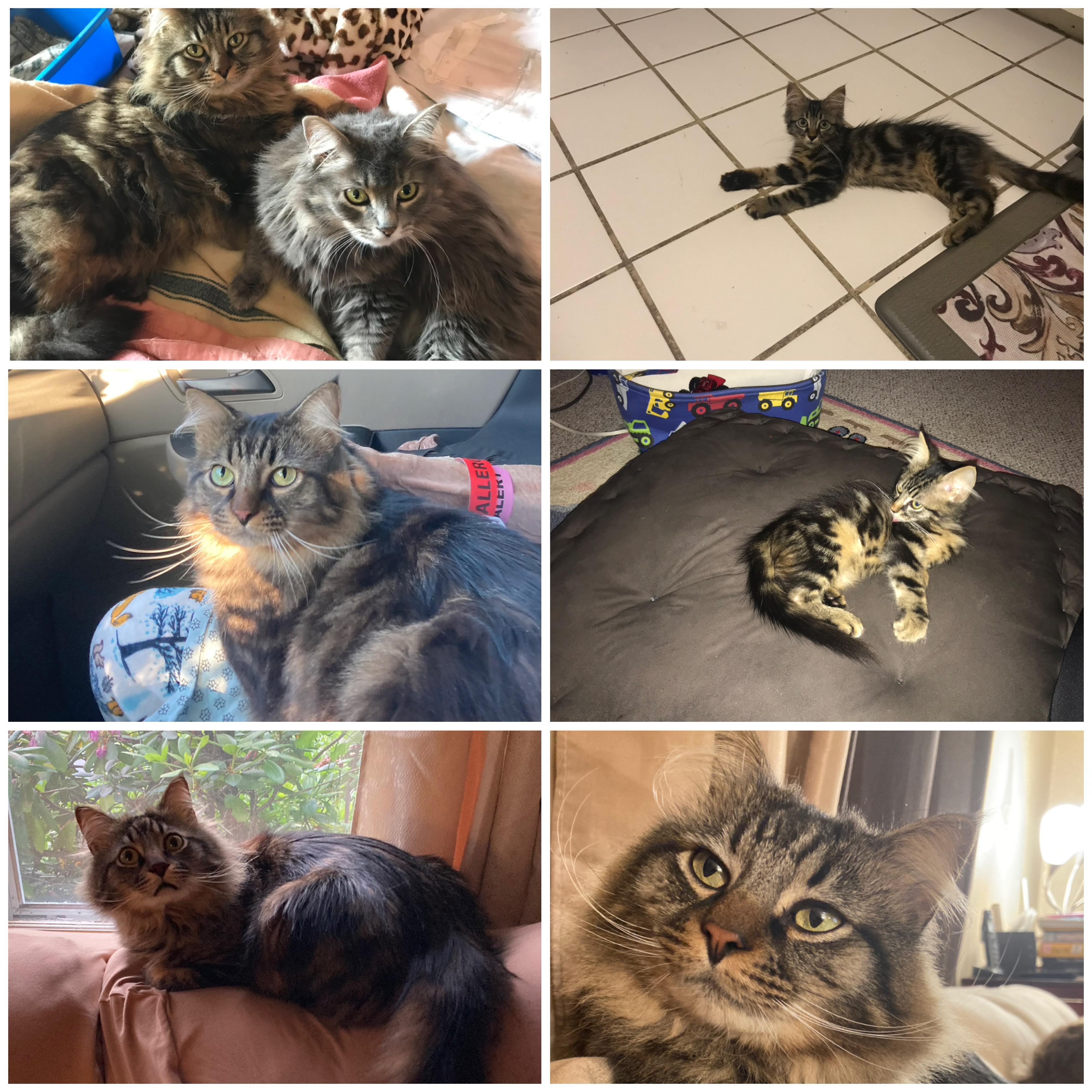 Tiger, an adopted mixed breed in East Haven, CT image 6/6