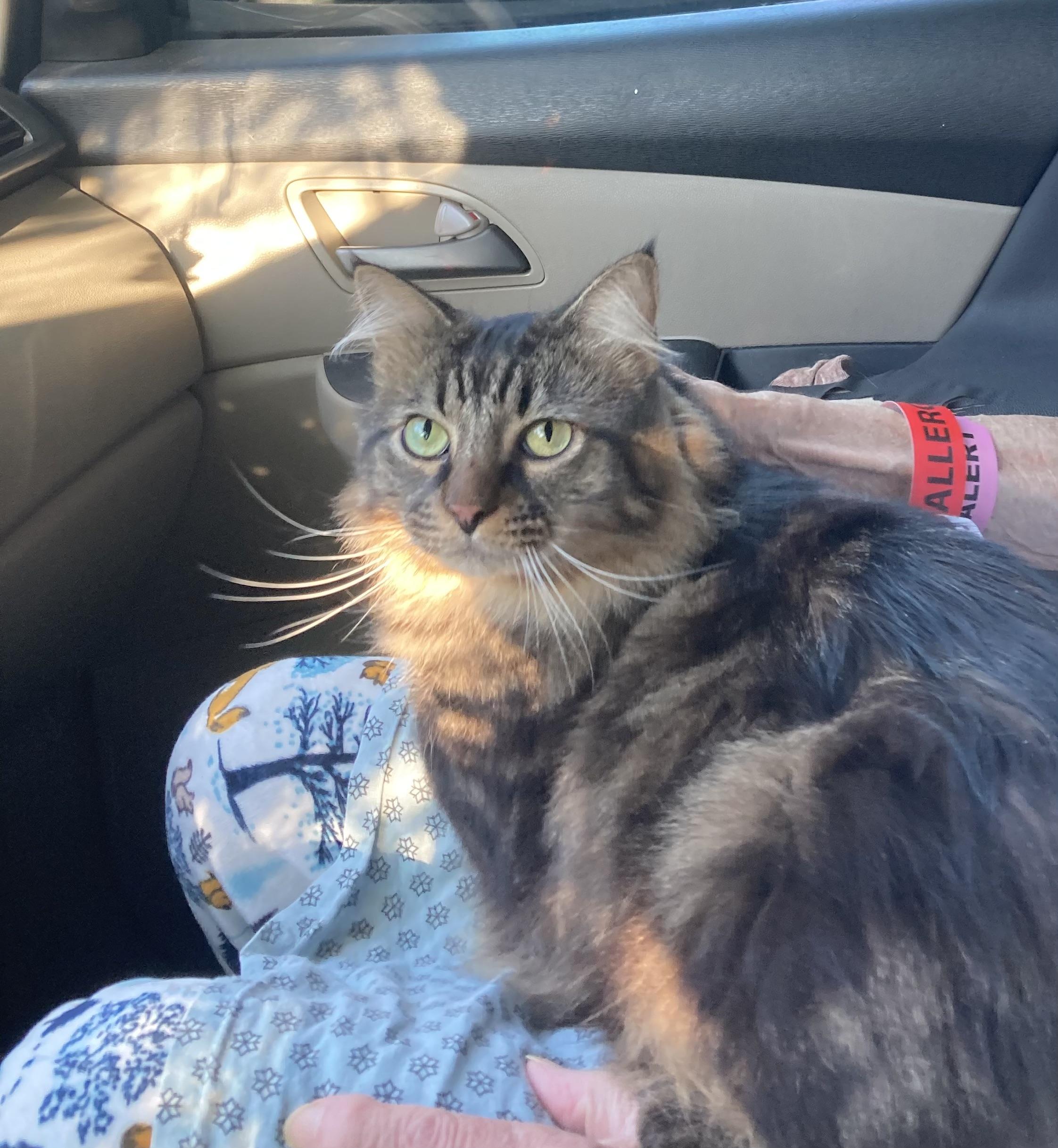 Tiger, an adopted mixed breed in East Haven, CT image 2/6