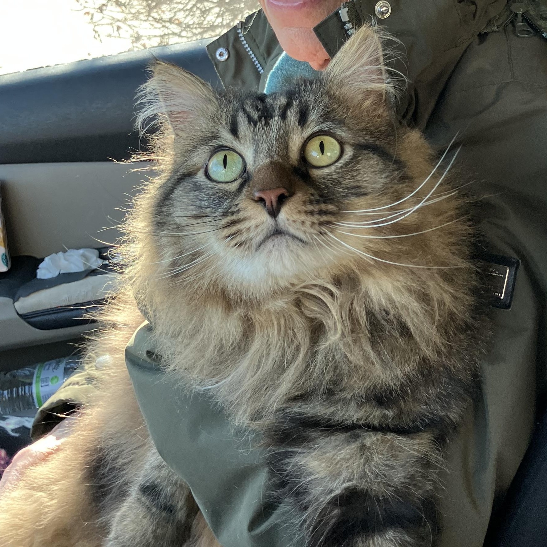 Tiger, adopted, Adult Male Domestic Long Hair & Maine Coon.