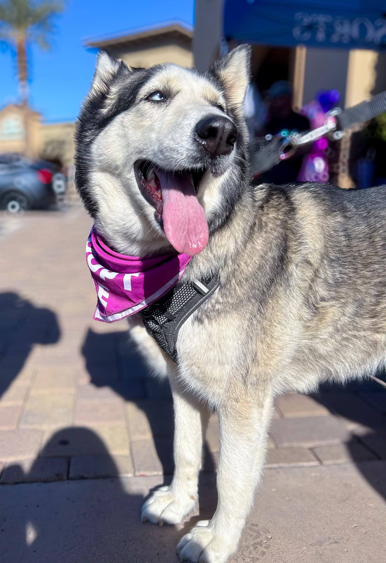 Nala photo 5