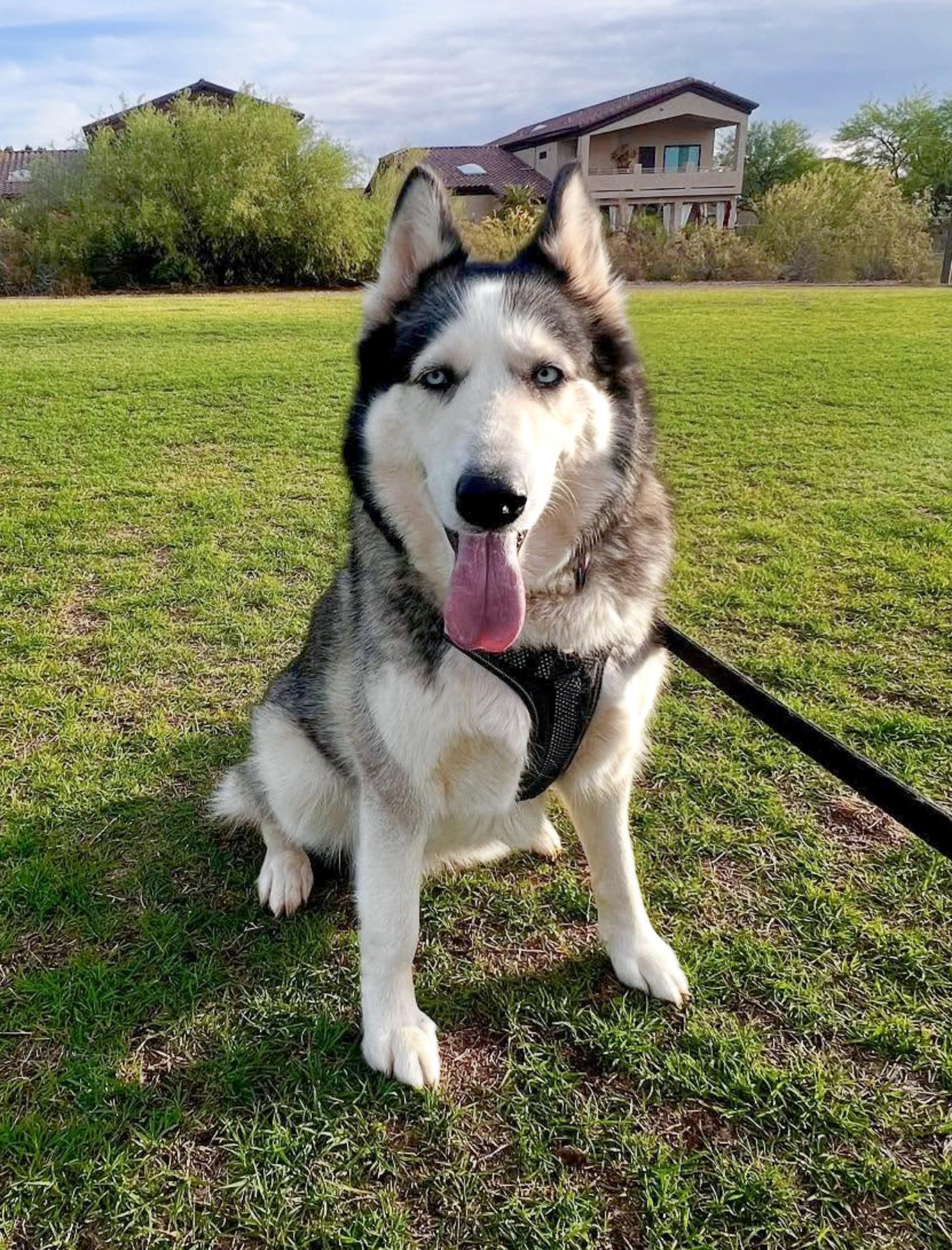 Nala, Adult Female unknown