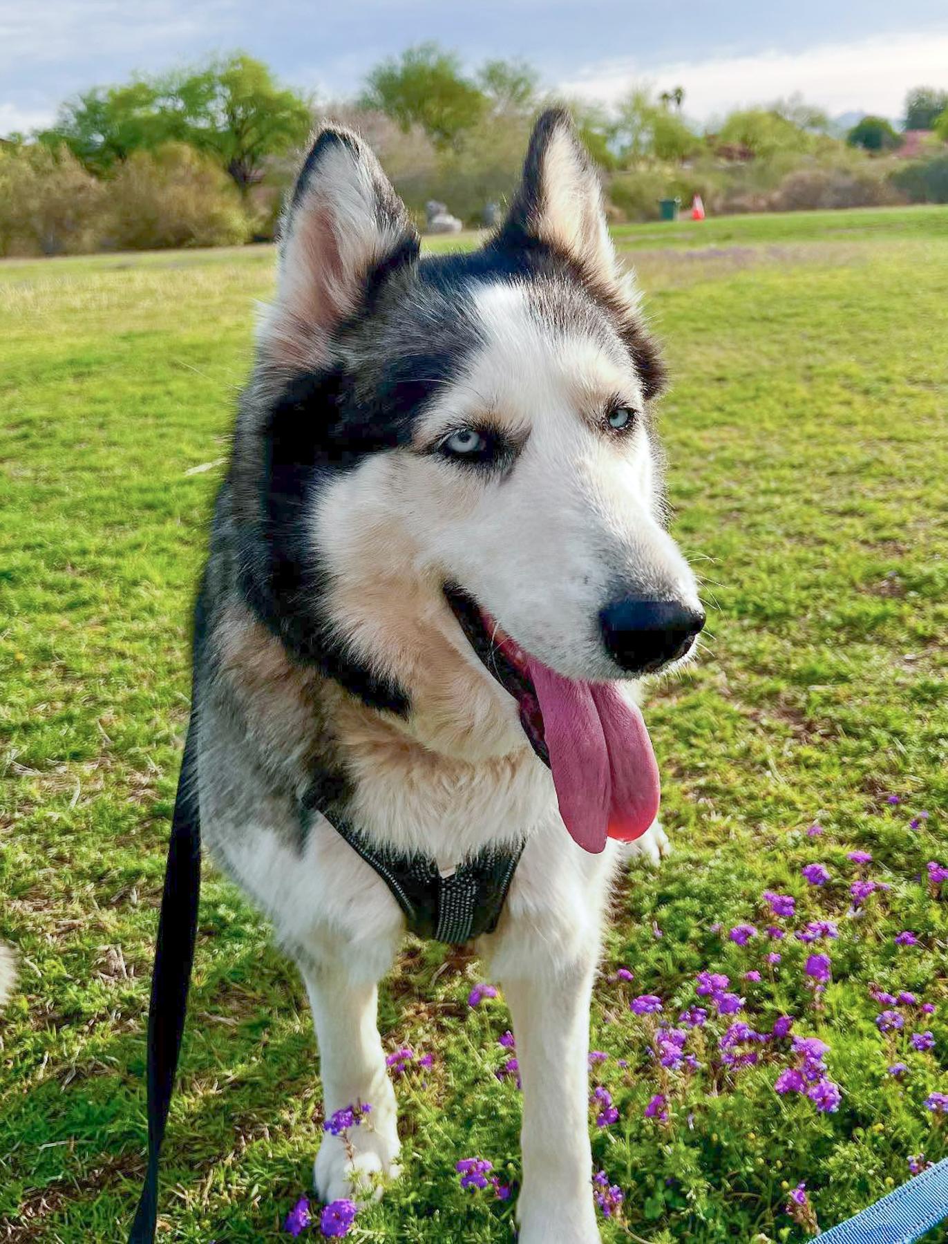 Nala photo 3
