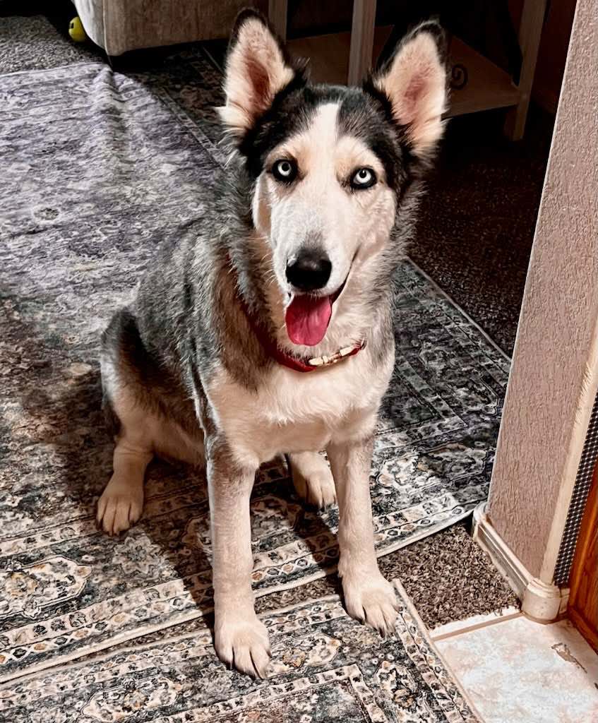 Nala photo 6