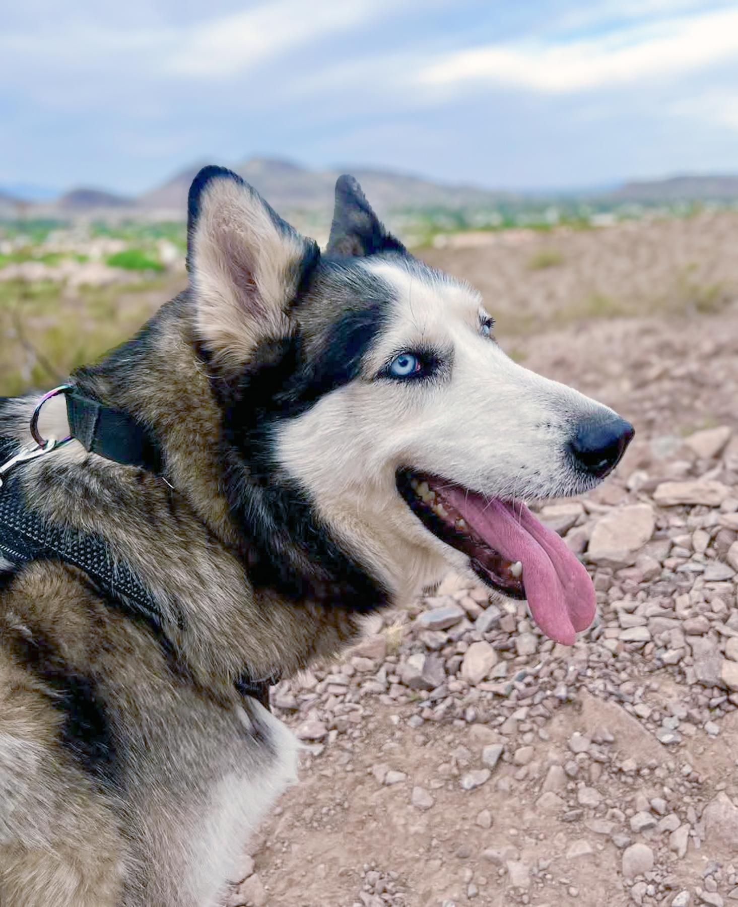 Nala photo 2