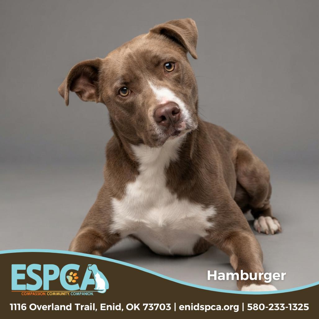 Hamburger, Adoptable, Adult Male Australian Shepherd & Mixed Breed.