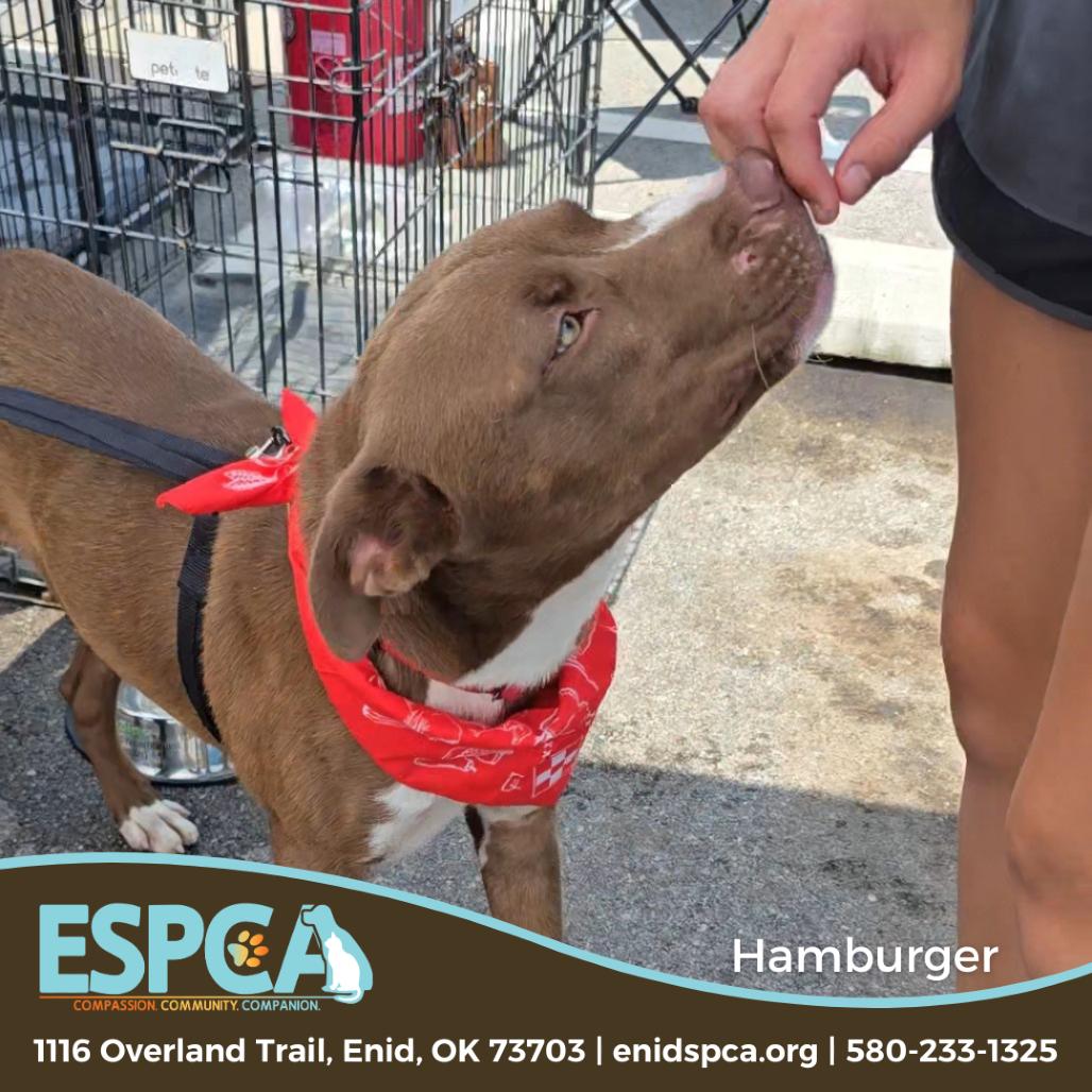 Enlarge Hamburger, a Adoptable mixed breed in Enid, OK image 1/4