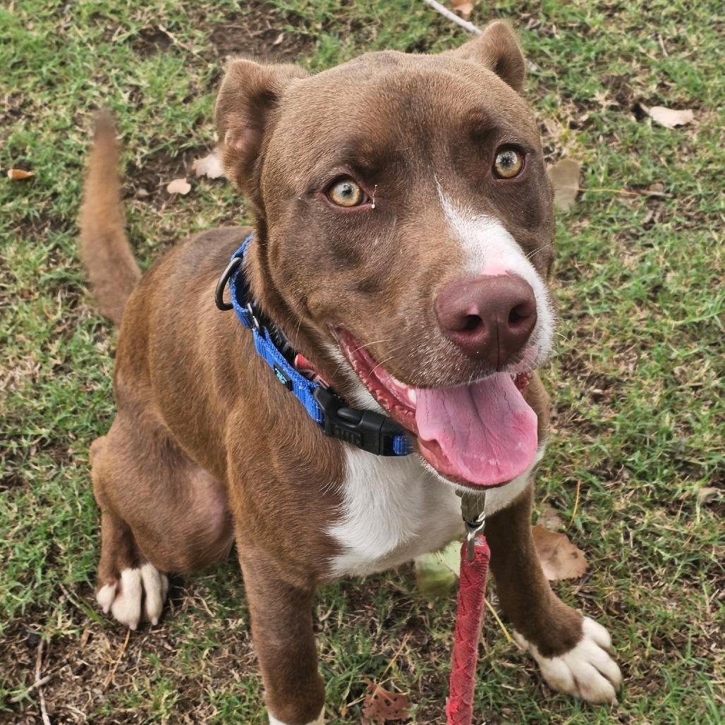 Enlarge Hamburger, a Adoptable mixed breed in Enid, OK image 2/4