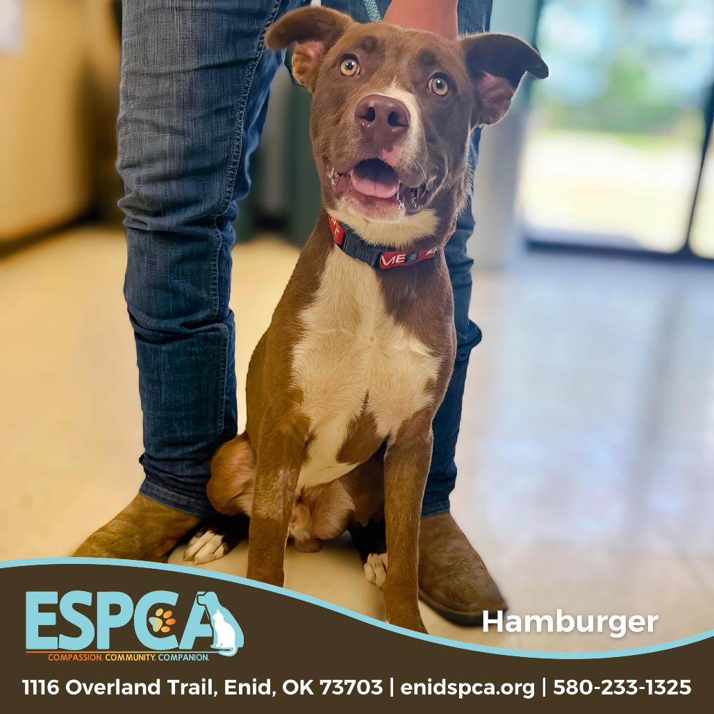 Enlarge Hamburger, a Adoptable mixed breed in Enid, OK image 3/4