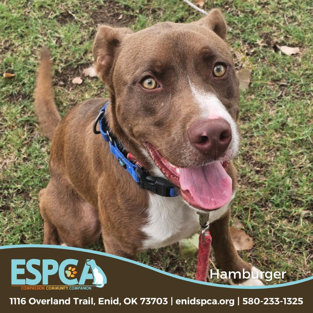 Hamburger — thumbnail 4