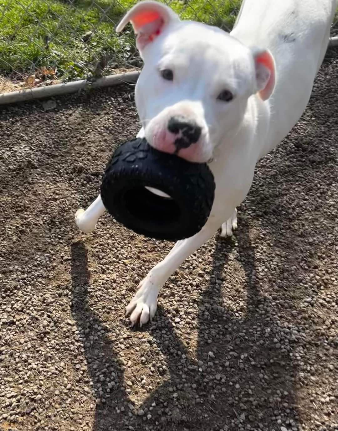 Enlarge Paxton, a Adoptable mixed breed in Warren, OH image 1/1