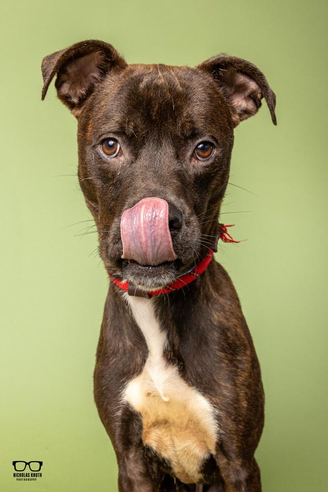 Enlarge Remus, a Adoptable mixed breed in Palatine, IL image 1/5