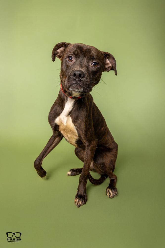 Enlarge Remus, a Adoptable mixed breed in Palatine, IL image 2/5