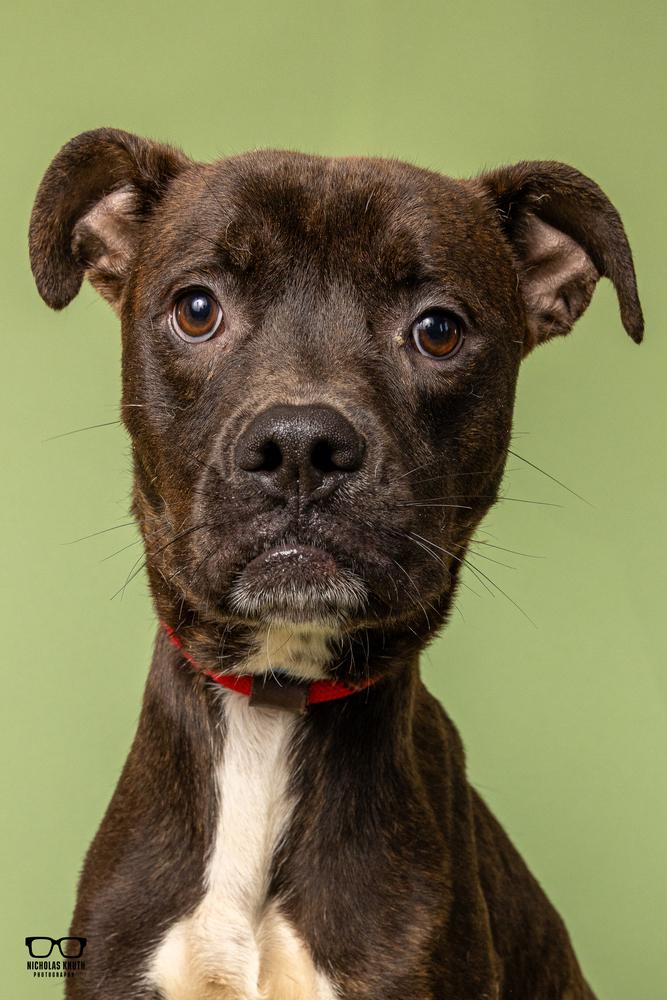 Enlarge Remus, a Adoptable mixed breed in Palatine, IL image 3/5
