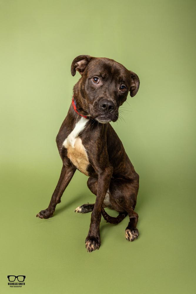 Enlarge Remus, a Adoptable mixed breed in Palatine, IL image 4/5