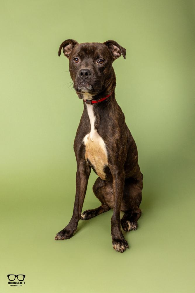 Enlarge Remus, a Adoptable mixed breed in Palatine, IL image 5/5
