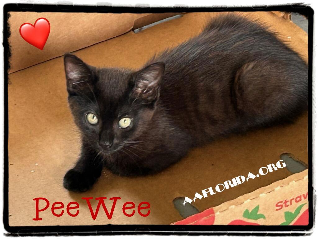 Enlarge PeeWee, a Adopted Domestic Medium Hair in Pensacola, FL image 1/1