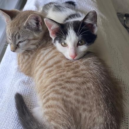 DOTTIE & COPPER, an adoptable Domestic Short Hair in Campbell River, BC, V9W 5A7 | Photo Image 2