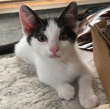 DOTTIE & COPPER, an adoptable Domestic Short Hair in Campbell River, BC, V9W 5A7 | Photo Image 3