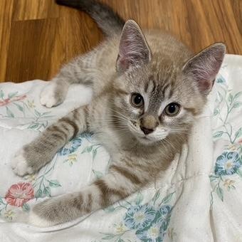 DOTTIE & COPPER, an adoptable Domestic Short Hair in Campbell River, BC, V9W 5A7 | Photo Image 5