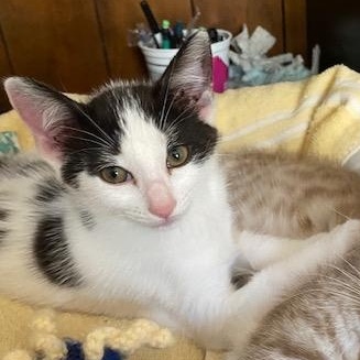 DOTTIE & COPPER, an adoptable Domestic Short Hair in Campbell River, BC, V9W 5A7 | Photo Image 4