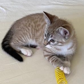 DOTTIE & COPPER, an adoptable Domestic Short Hair in Campbell River, BC, V9W 5A7 | Photo Image 6