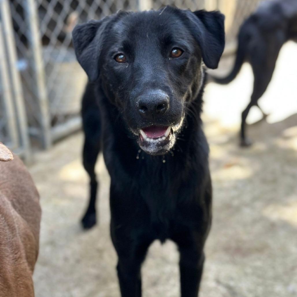 Enlarge Gem, a Adoptable Black Labrador Retriever in San Juan, PR image 1/5