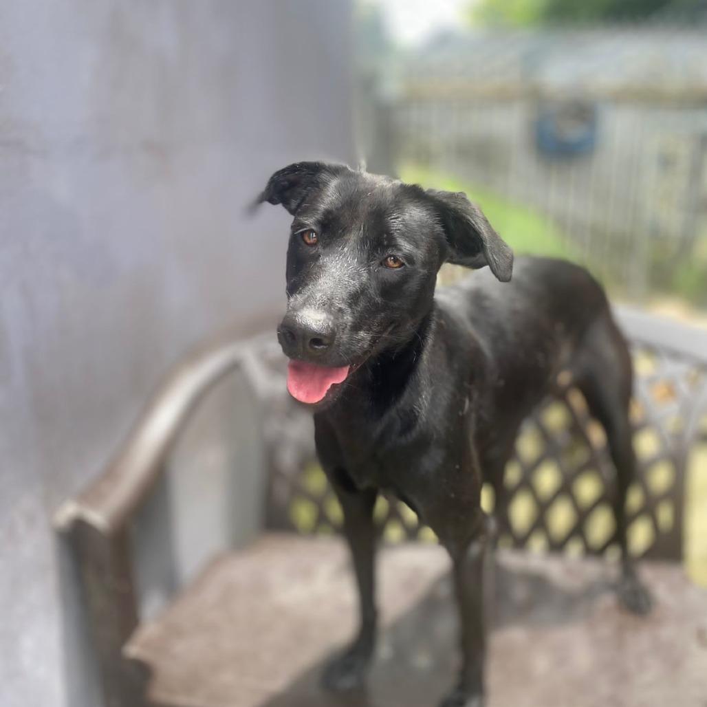 Enlarge Gem, a Adoptable Black Labrador Retriever in San Juan, PR image 2/5