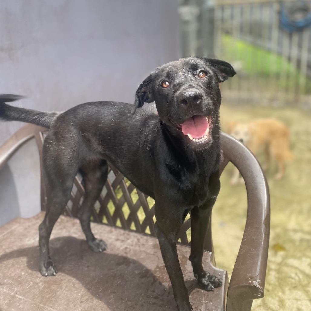 Enlarge Gem, a Adoptable Black Labrador Retriever in San Juan, PR image 3/5
