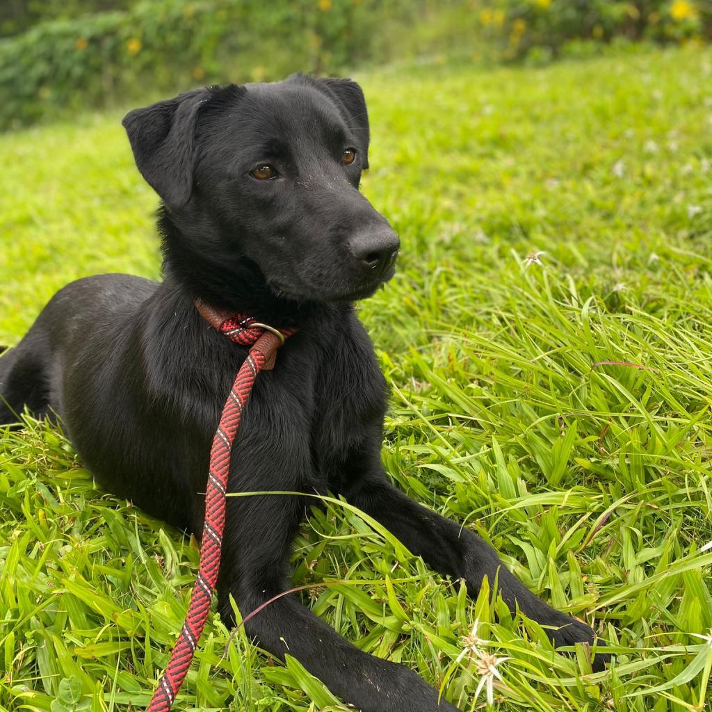 Enlarge Gem, a Adoptable Black Labrador Retriever in San Juan, PR image 4/5