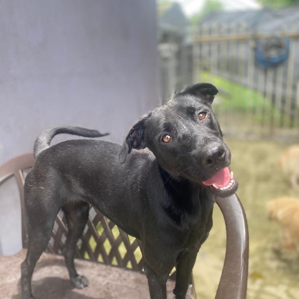 Enlarge Gem, a Adoptable Black Labrador Retriever in San Juan, PR image 5/5