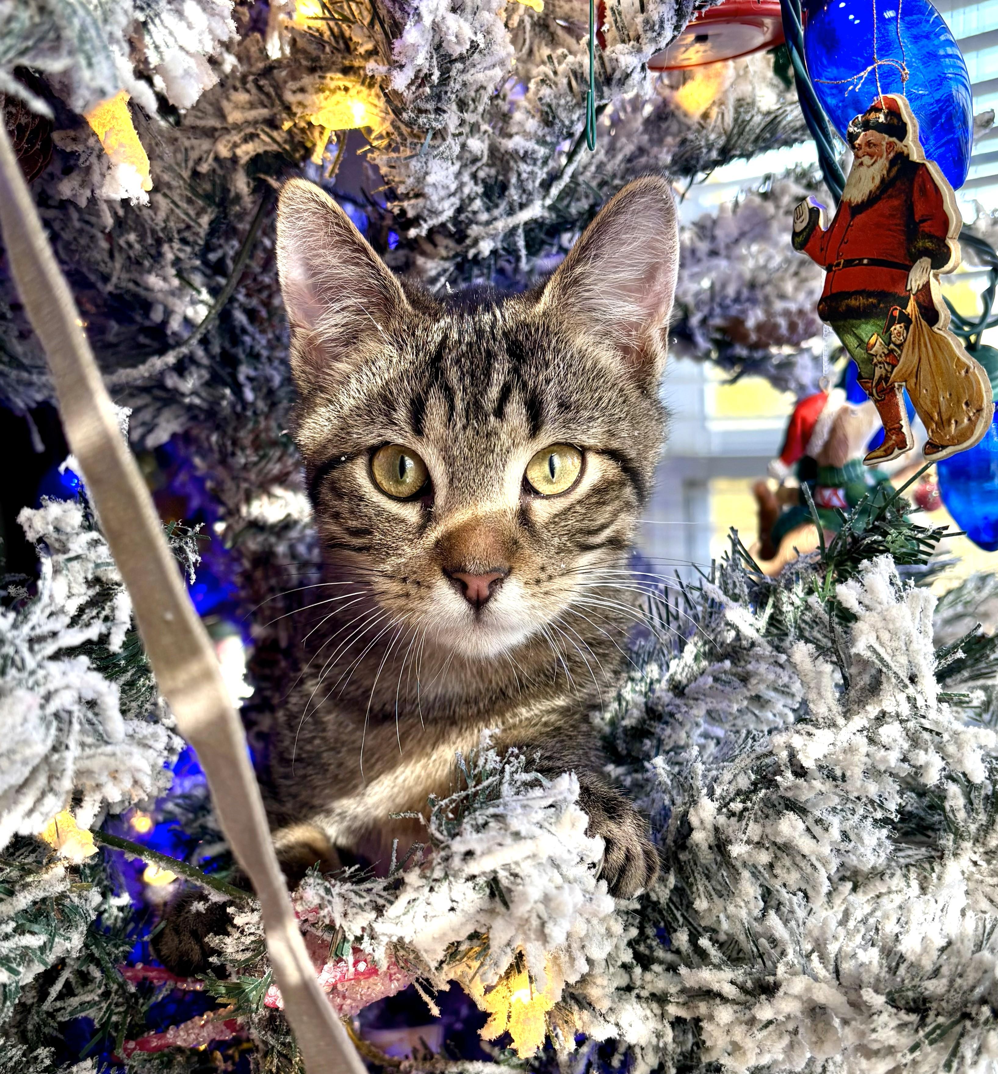 Enlarge Riley, a ADOPTABLE Tabby in Bentonville, AR image 1/2