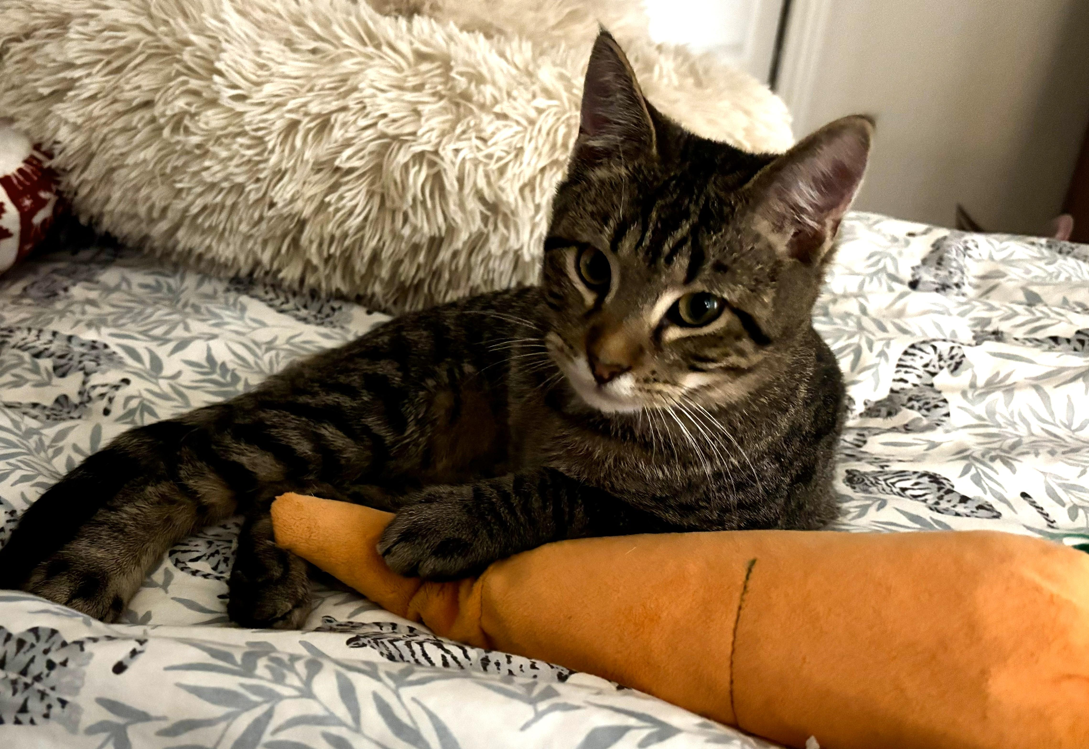 Enlarge Riley, a ADOPTABLE Tabby in Bentonville, AR image 2/2