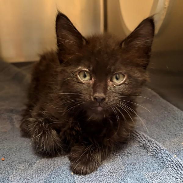 Koa, Adoptable, Kitten Male Domestic Medium Hair.