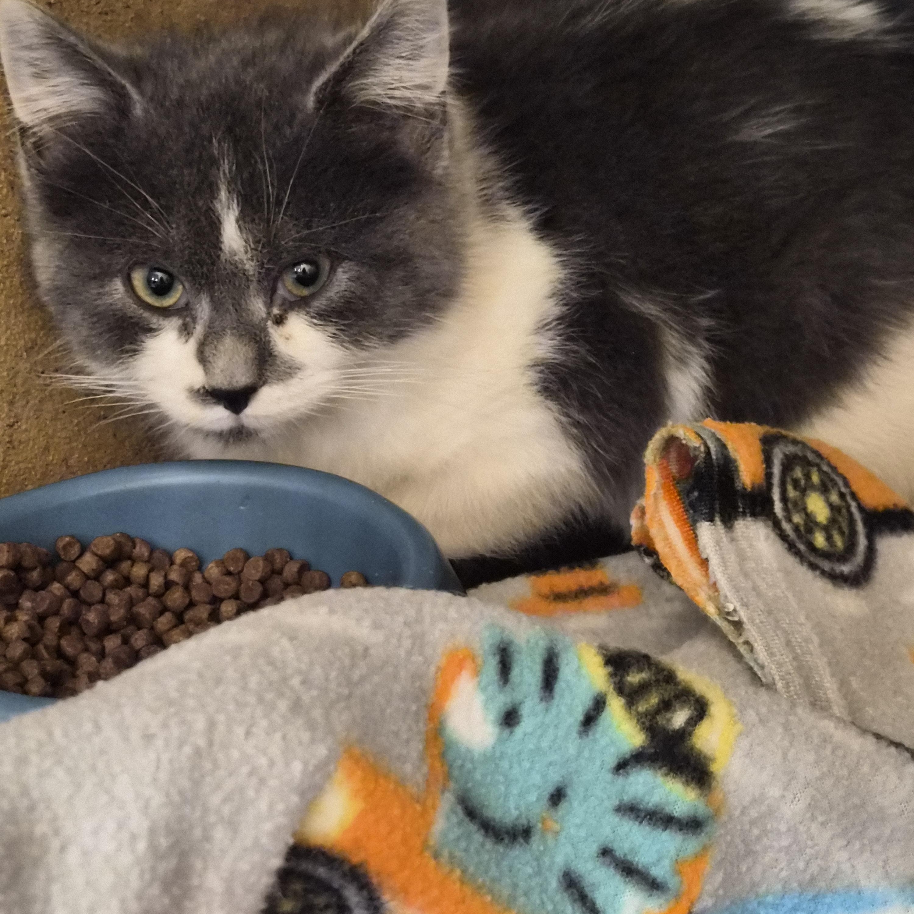 Jared, ADOPTABLE, Kitten Male Domestic Long Hair.