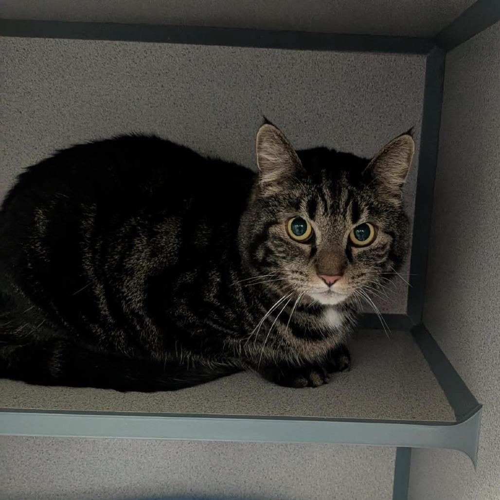 Cosmo, Adoptable, Adult Male Domestic Short Hair.