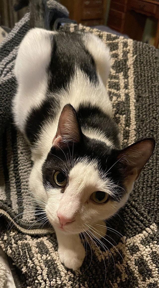 Balderdash Adams, Adoptable, Young Male Domestic Short Hair.