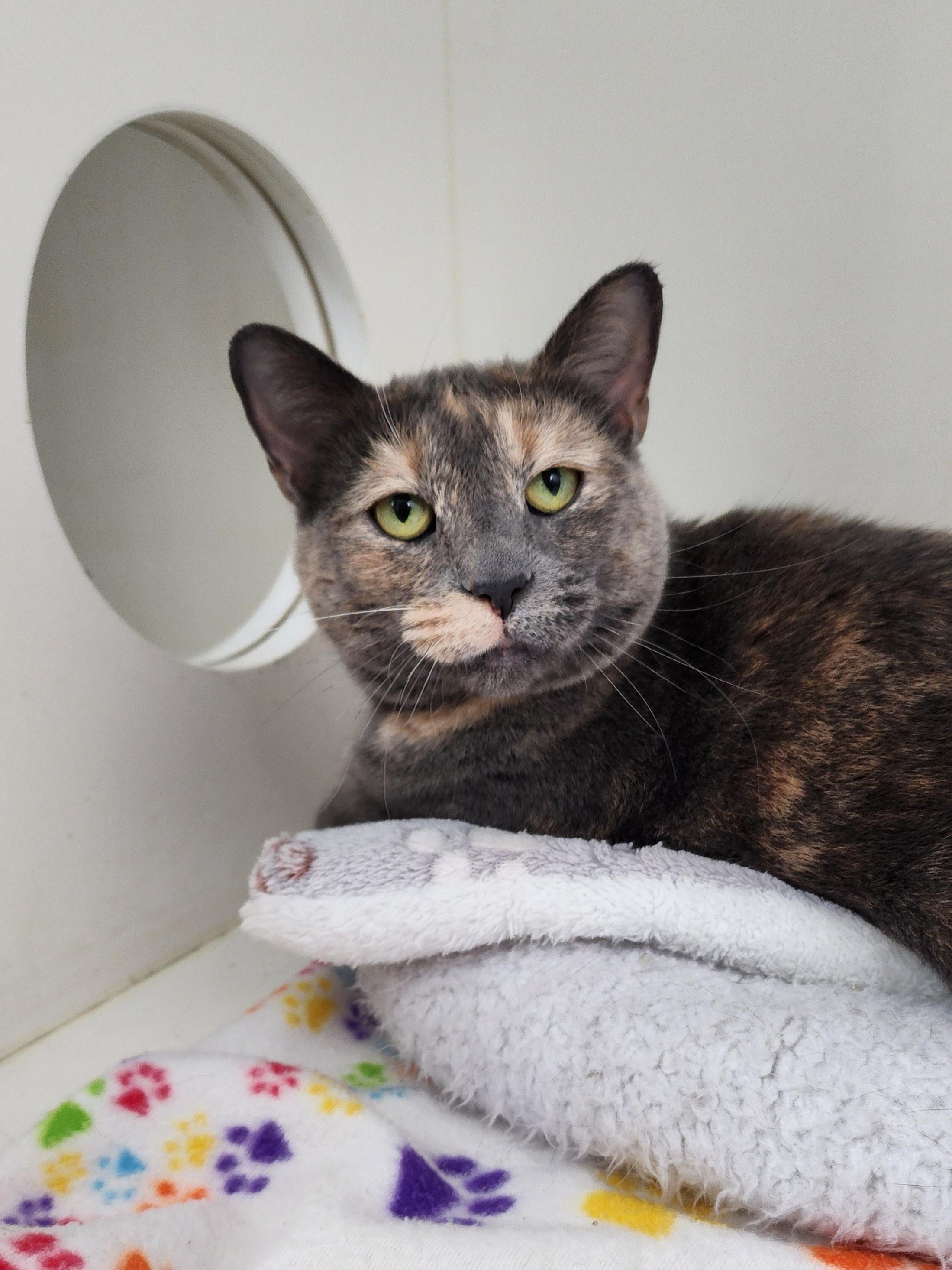 Gracie, Adoptable, Adult Female Calico.