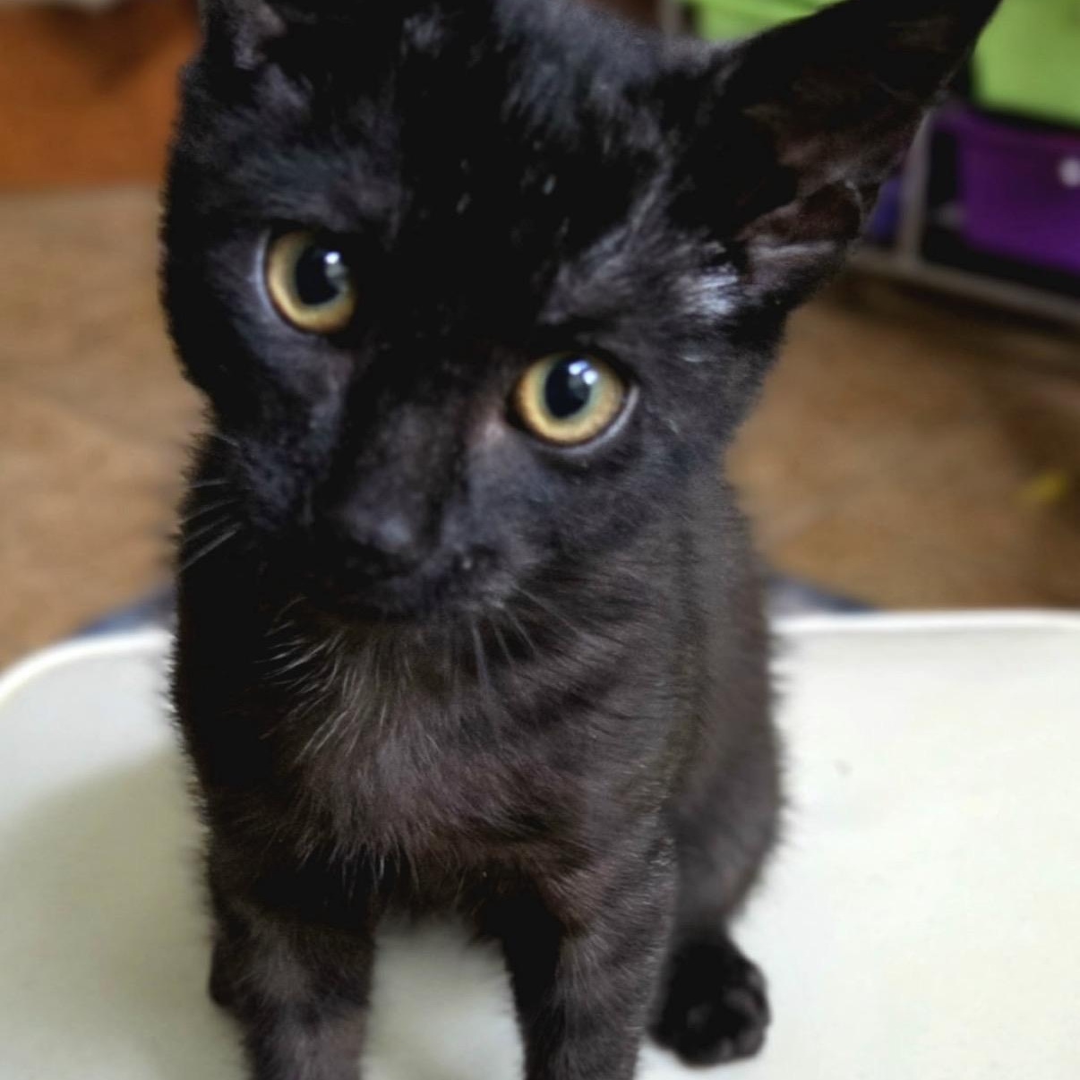 Enlarge Nibbles, a Adoptable Domestic Short Hair in Columbus, OH image 2/2