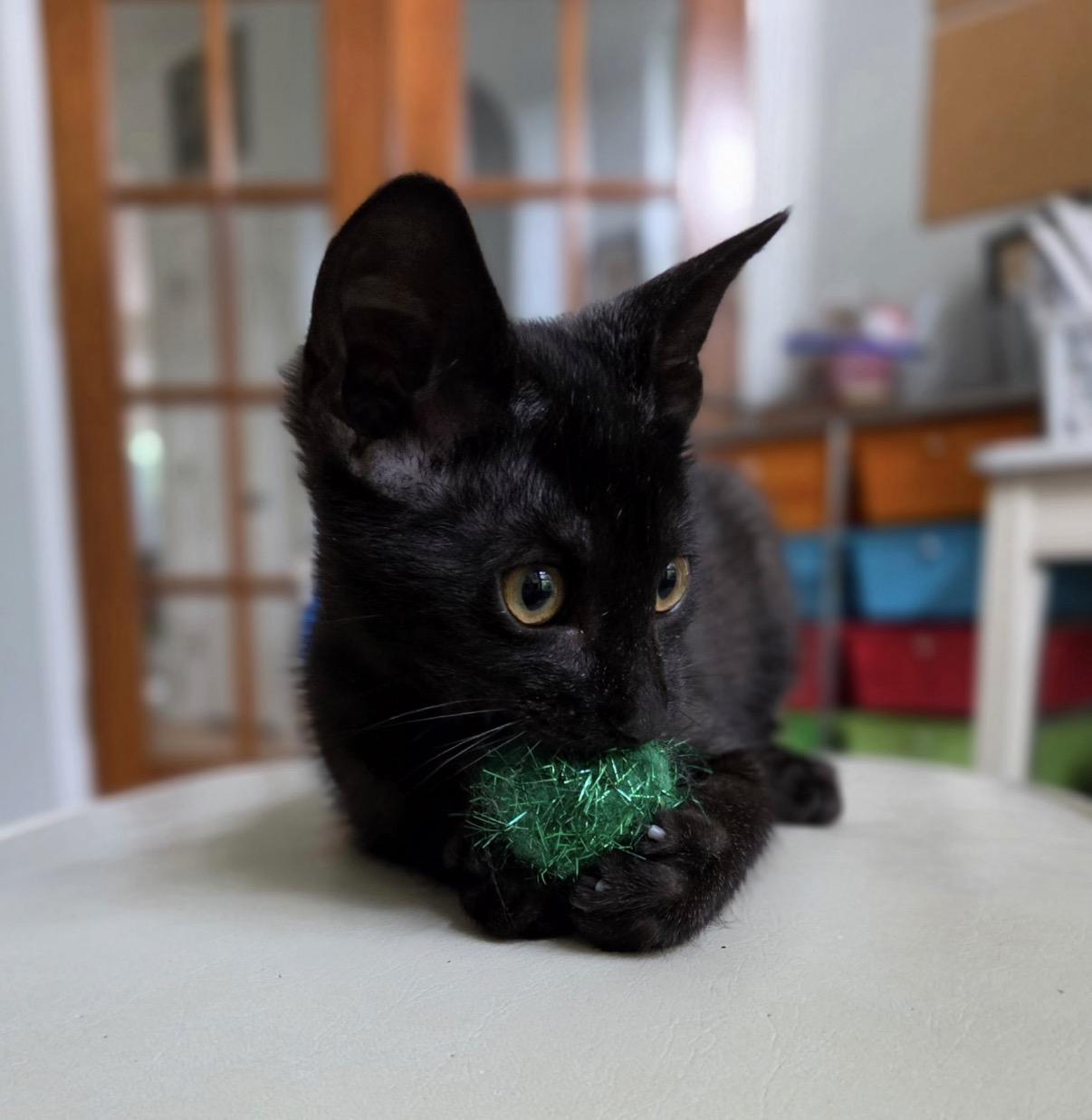 Nibbles, Adoptable, Kitten Male Domestic Short Hair.