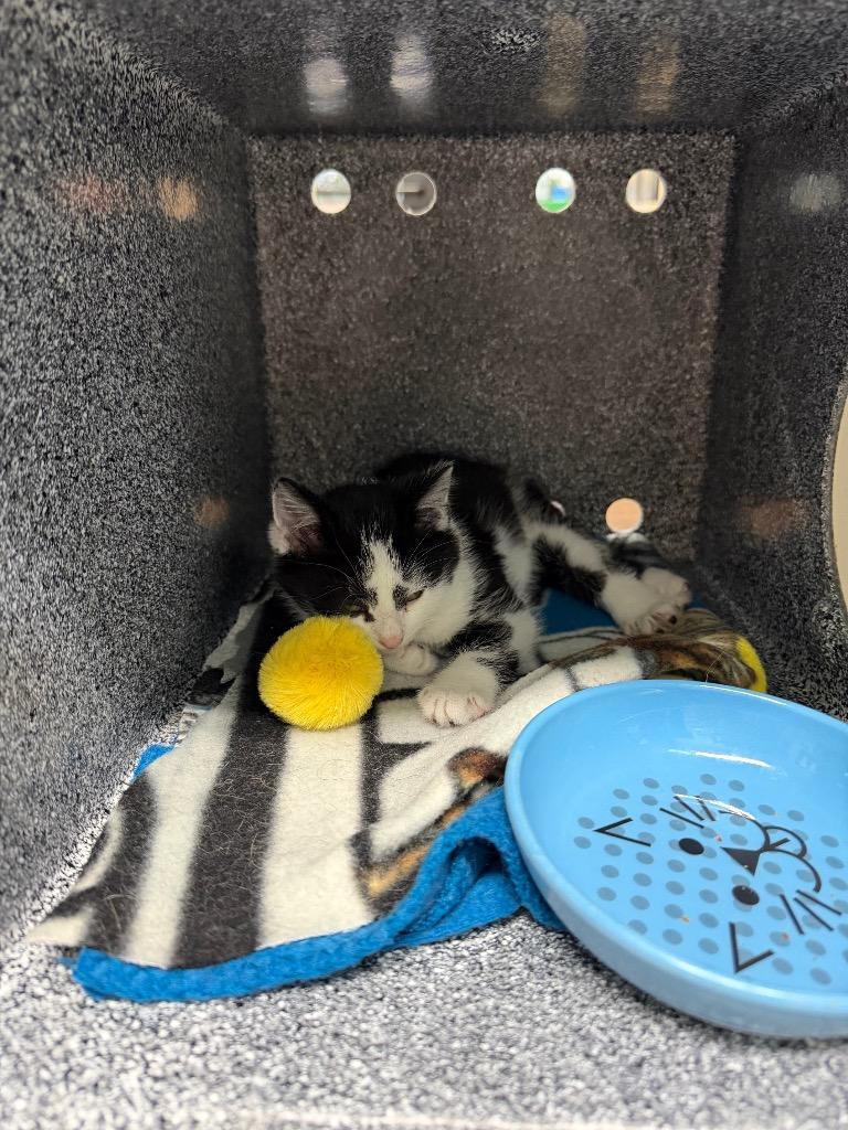 Puffin, Adopted, Kitten Female Domestic Short Hair.