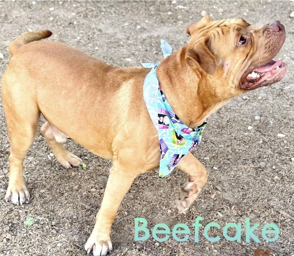 Beefcake