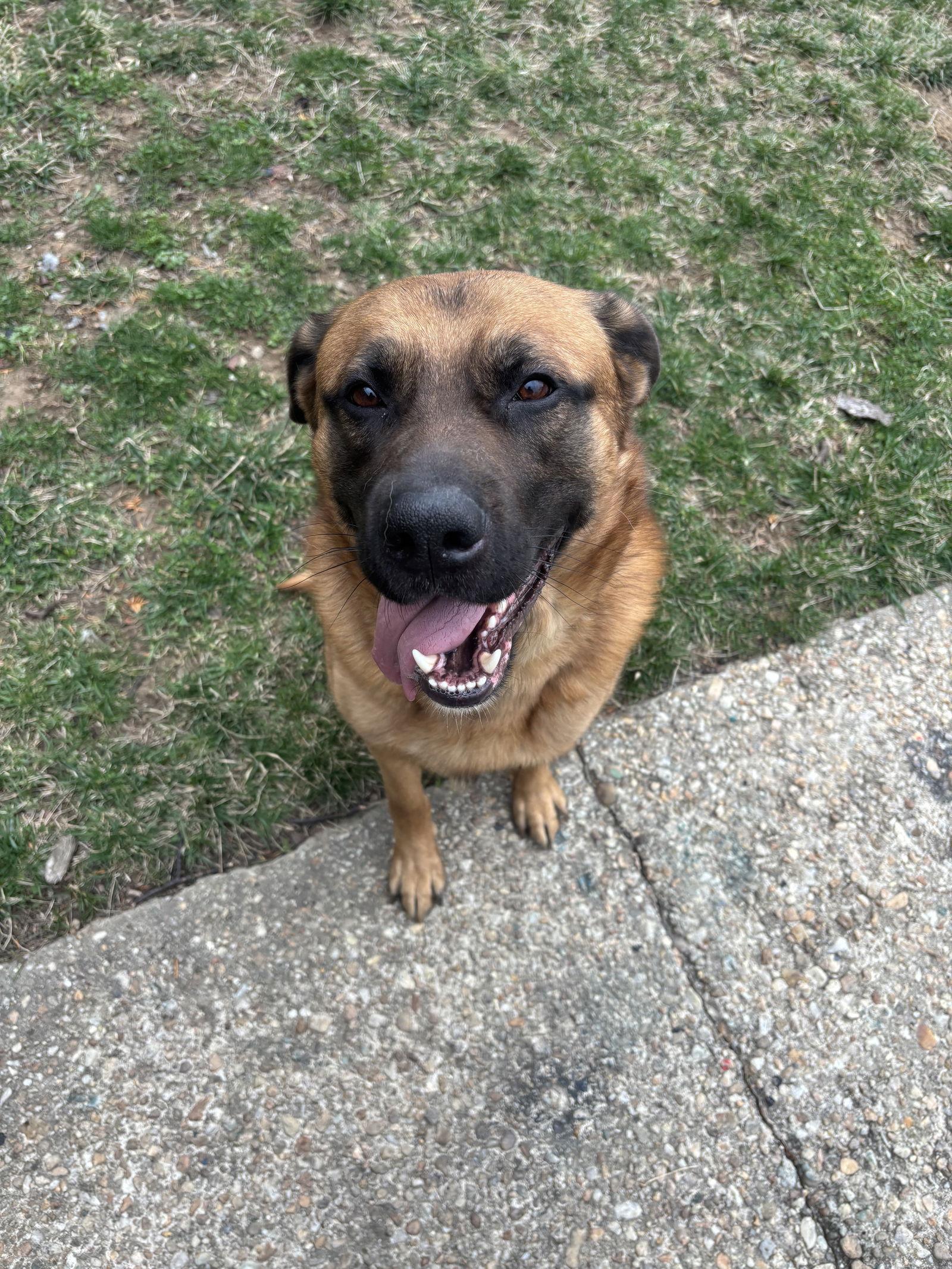 Bishop, Adoptable, Adult Male Shepherd & Bullmastiff.