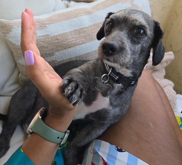 Enlarge Mr. Pepper  -  So Ca, a Adoptable mixed breed in Los Angeles, CA image 1/3