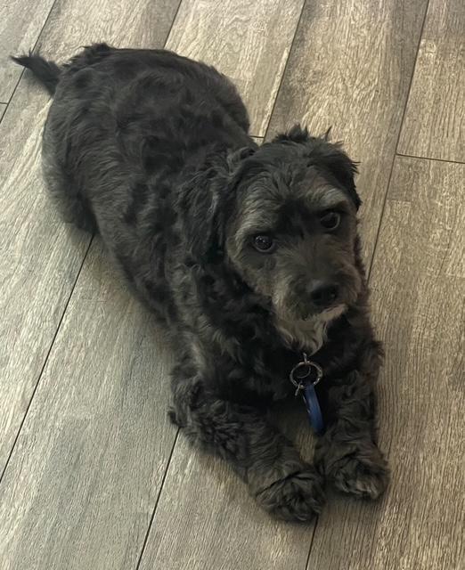 Enlarge Mr. Pepper  -  So Ca, a Adoptable mixed breed in Los Angeles, CA image 2/3