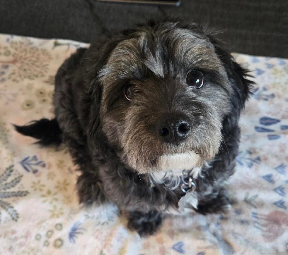 Enlarge Mr. Pepper  -  So Ca, a Adoptable mixed breed in Los Angeles, CA image 3/3