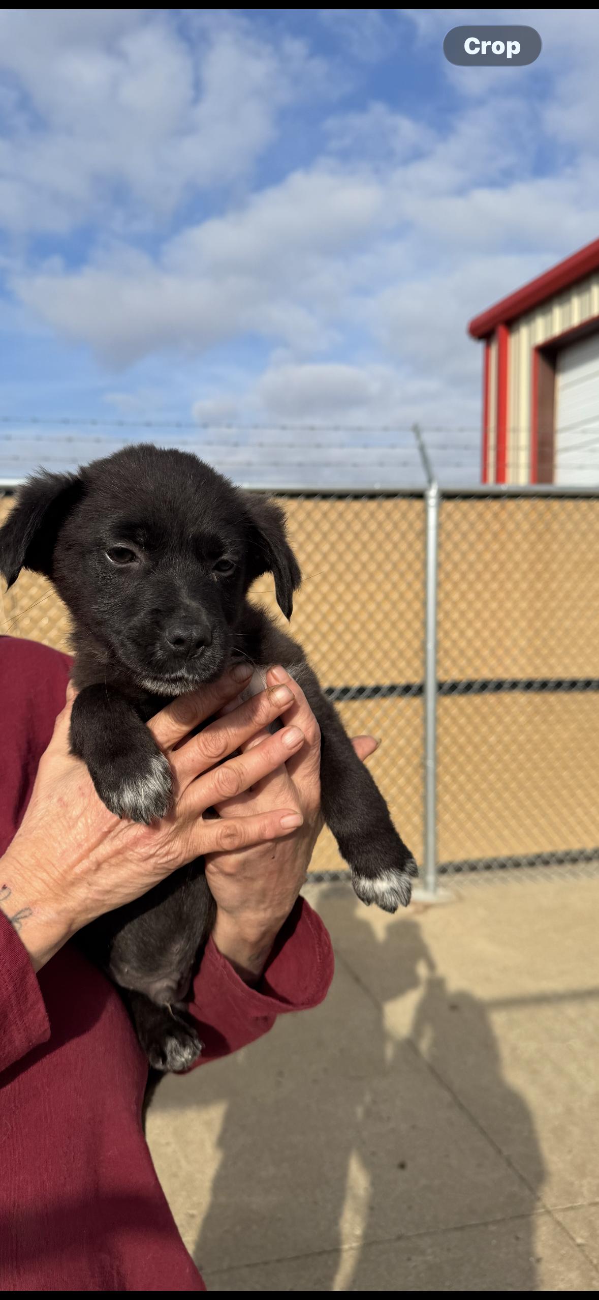 Midnight, ADOPTABLE, Puppy Male Australian Shepherd.