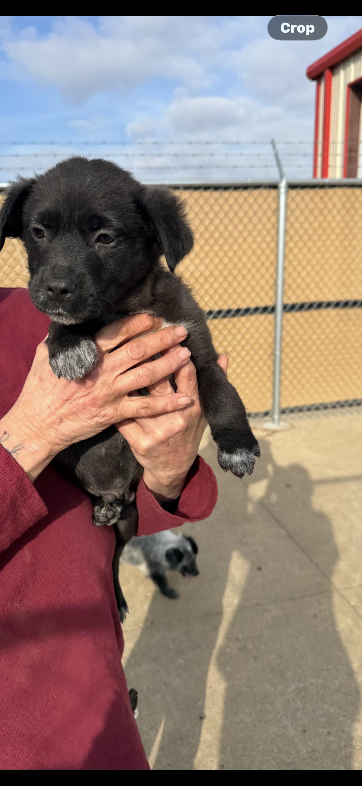 Enlarge Midnight, a ADOPTABLE Australian Shepherd in Muldrow, OK image 2/2