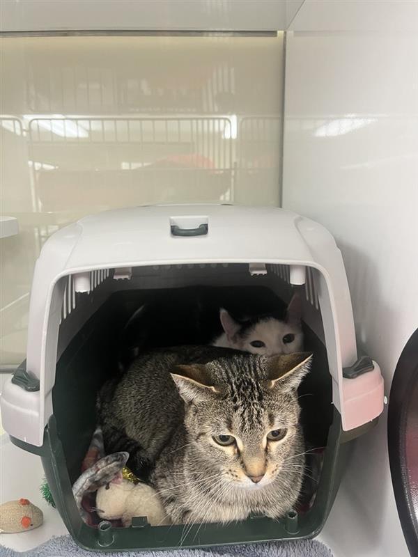 Lucille, Adopted, Young Female Domestic Short Hair.