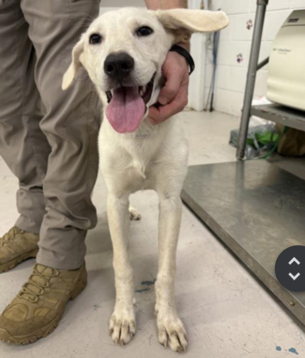 Enlarge Rover, an adoptable mixed breed in Parma, OH image 1/1