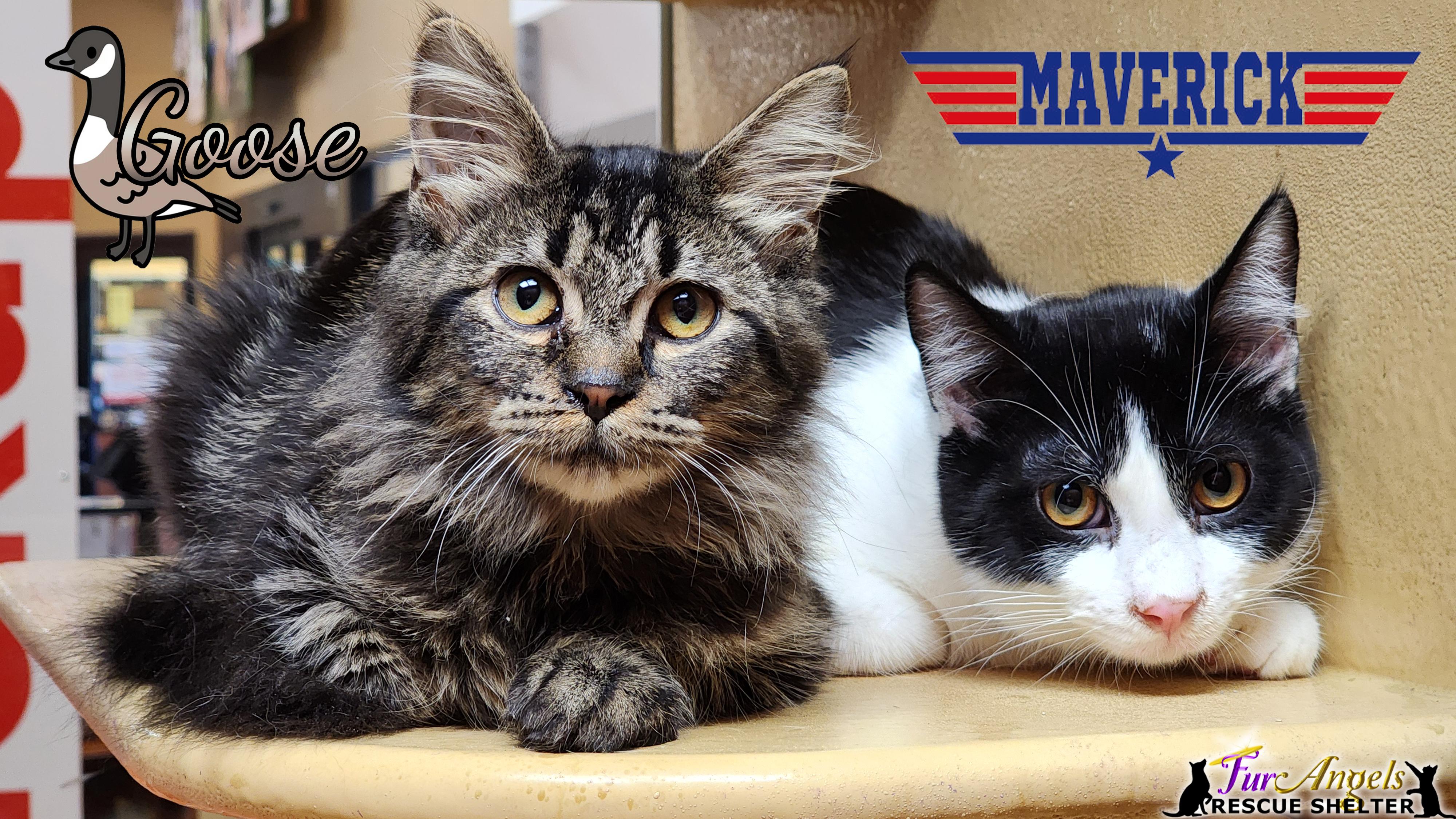 Enlarge Goose & Maverick, a Adoptable mixed breed in Toledo, OH image 1/1